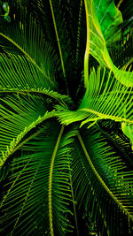 Close-up of palm tree leaves