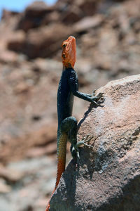 Close-up of snake perching on rock