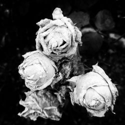 Close-up of wilted rose flower