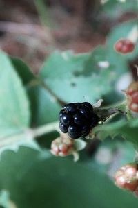 Close-up of ladybug on fruit