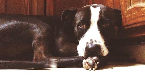 Close-up portrait of dog relaxing on sofa at home