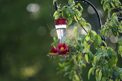 Close-up of red berries on water