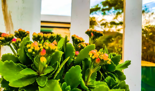 Close-up of yellow flowering plants