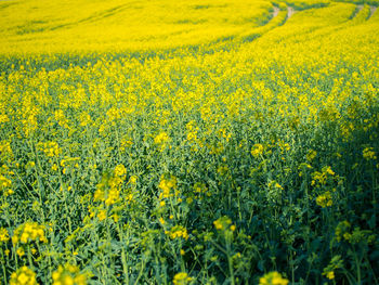 Fresh yellow flowers in field