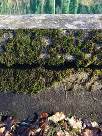 High angle view of lizard on plants