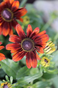 Close-up of red flower