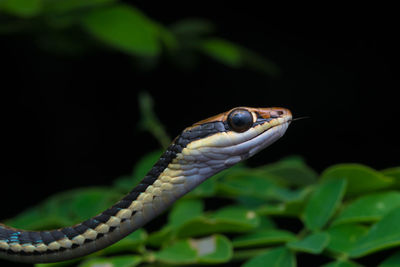 Close-up of a lizard on leaf