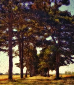 Low angle view of trees against sky