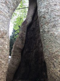 Close-up of tree trunk