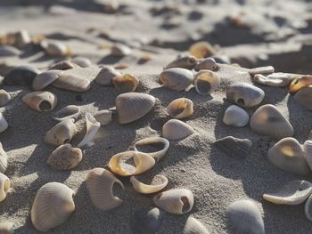 High angle view of shells on beach