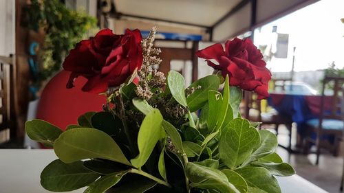 Close-up of red rose flower pot