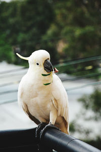Close-up of parrot perching