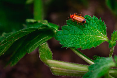 Close-up of insect on leaf