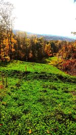 Scenic view of field against clear sky during autumn