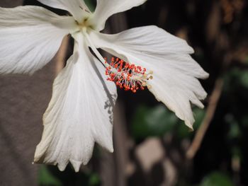 Close-up of white hibiscus blooming outdoors