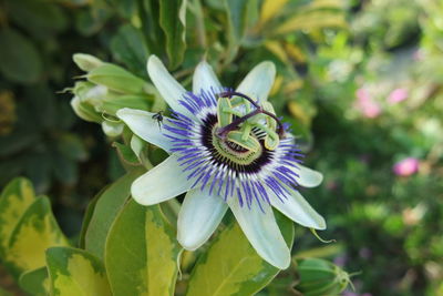 Close-up of passion flower blooming outdoors