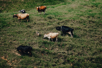 Cows grazing in a field