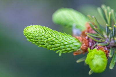 Close-up of green flower buds growing outdoors