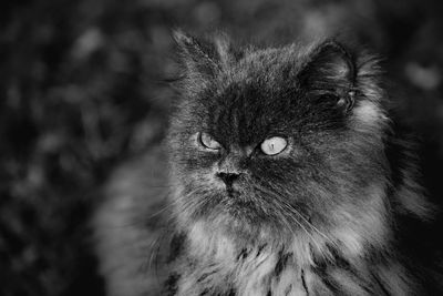 Close-up portrait of cat