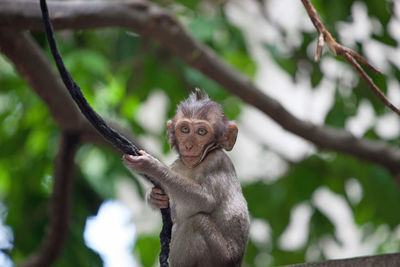 Low angle view of monkey sitting on tree