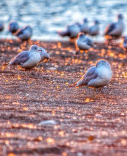 Close-up of bird in water