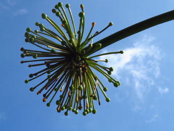 Low angle view of flowering plant against blue sky