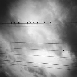 Low angle view of birds perching on power line