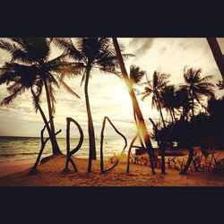 Palm trees on beach