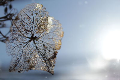 Close-up of frozen plant against sky