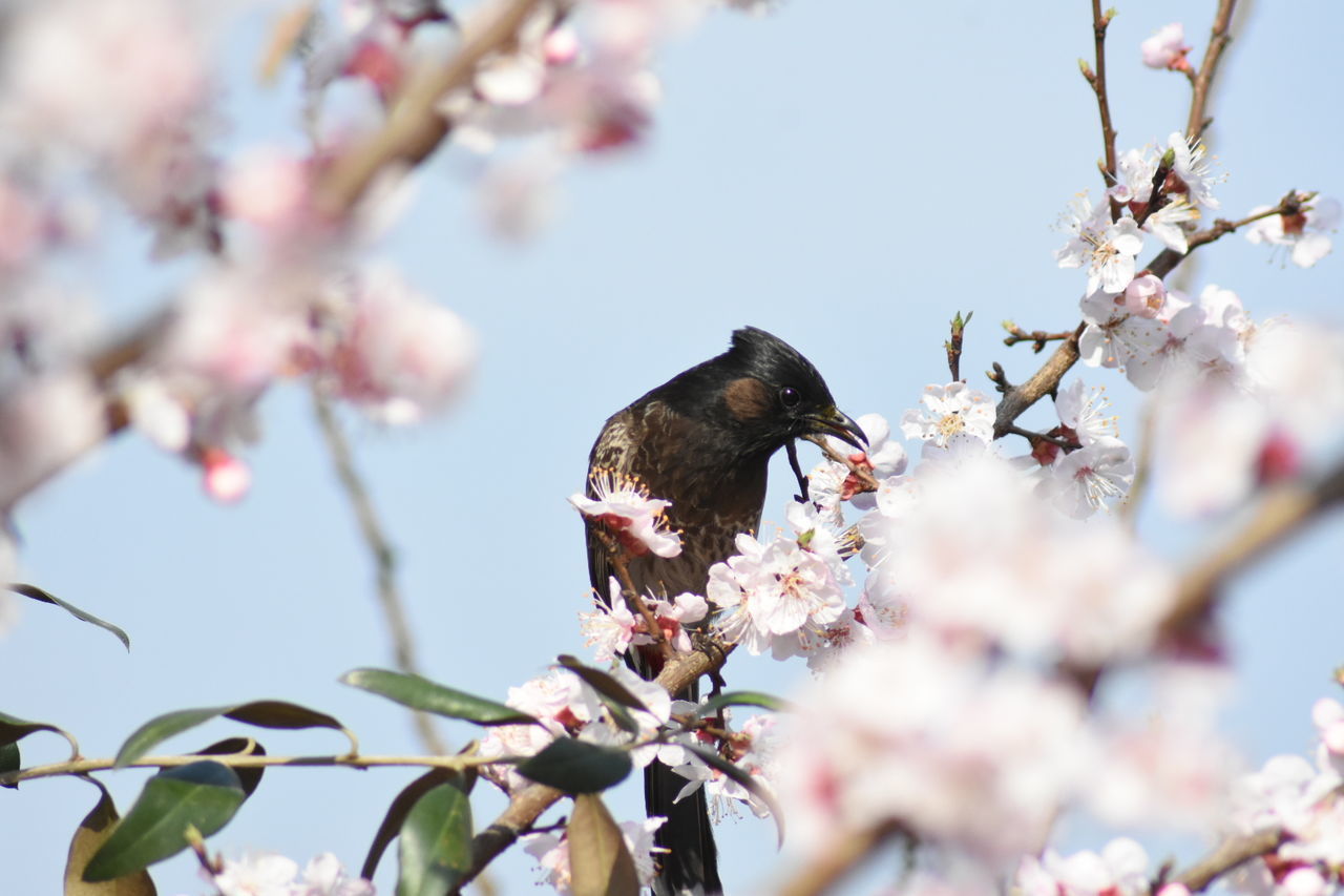 LOW ANGLE VIEW OF CHERRY BLOSSOM