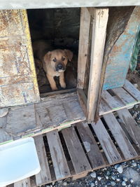 High angle portrait of dog by door