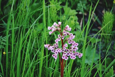 Close-up of purple flowering plants on field