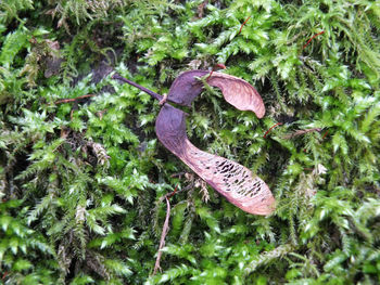 High angle view of leaf on field