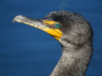 Close-up of bird against blue sky