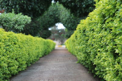 Footpath amidst plants in park