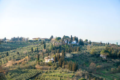 Panoramic view of trees on field against clear sky