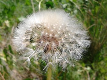 Close-up of dandelion