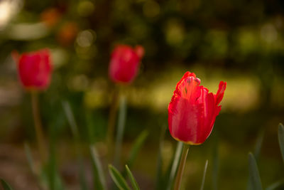 Close-up of red tulip flower on field