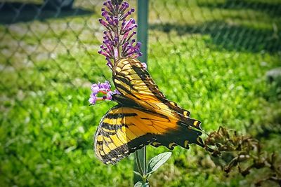 Close-up of butterfly on flower