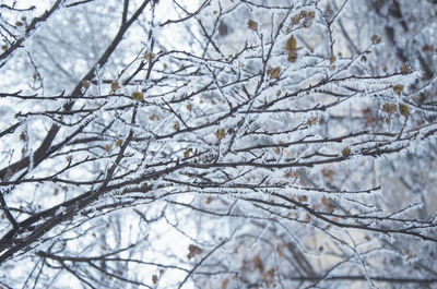 Low angle view of frozen bare tree during winter