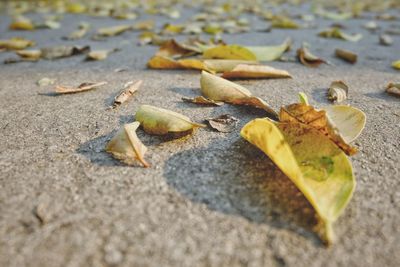 High angle view of autumn leaves on street