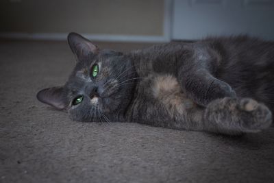 Close-up of cat resting on floor