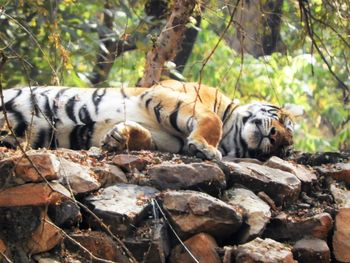 Lion relaxing in a forest