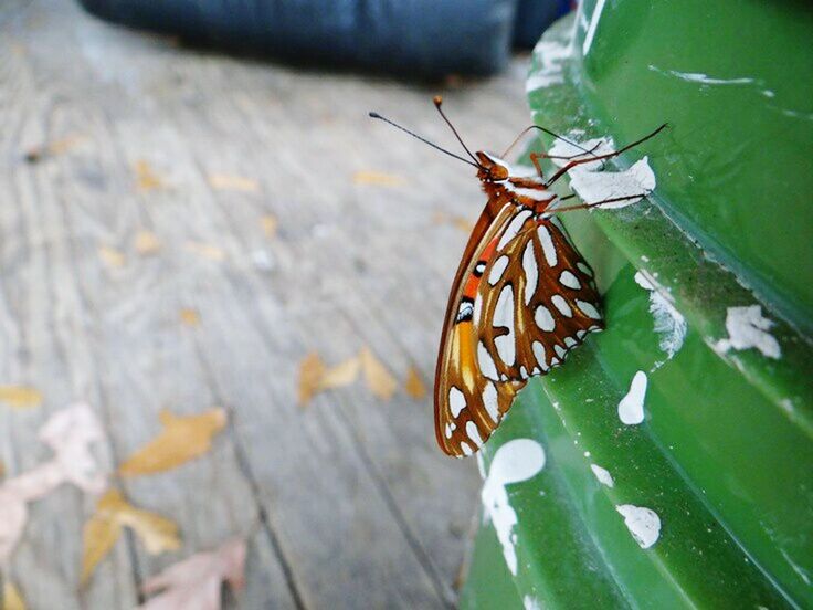 CLOSE-UP OF BUTTERFLY PERCHING OUTDOORS