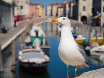 Close-up of seagull perching on a city