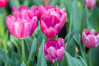 Close-up of pink tulips