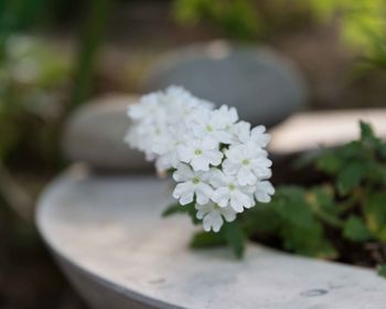 Close-up of white flowering plant