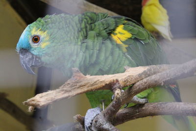 Close-up of parrot perching on branch