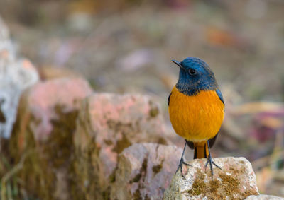 Close-up of bird perching on rock