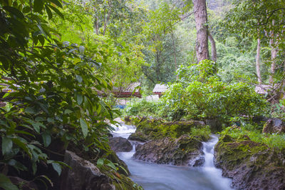Scenic view of waterfall in forest